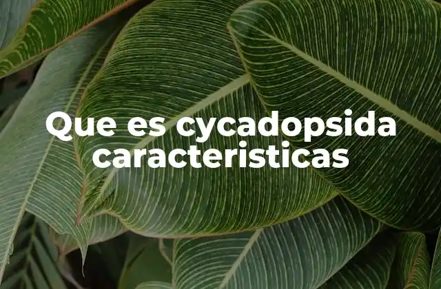 Características morfológicas de las Cycadopsida