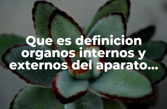 Que es Definicion Organos Internos y Externos Del Aparato Masculino