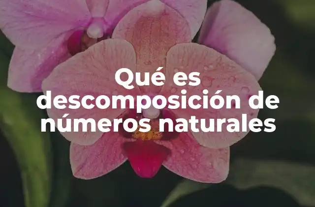 Qué es Descomposición de Números Naturales