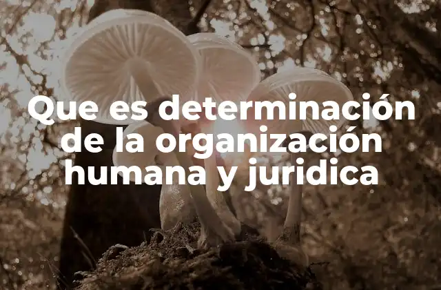 Cómo la estructura de una organización define su funcionamiento