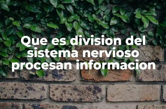 Que es Division Del Sistema Nervioso Procesan Informacion