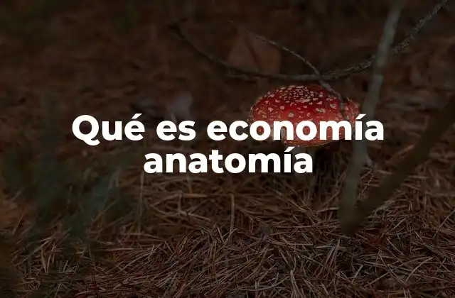 Qué es Economía Anatomía