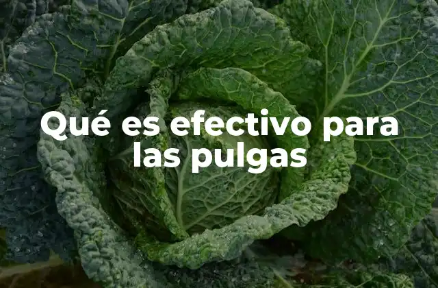 Qué es Efectivo para las Pulgas