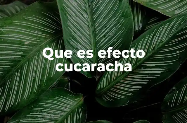 Que es Efecto Cucaracha