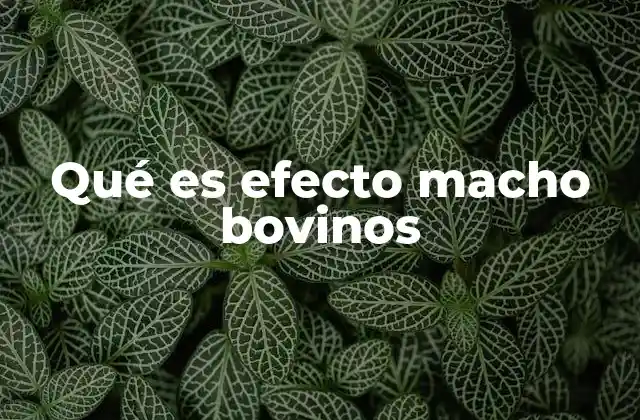 Qué es Efecto Macho Bovinos