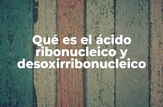 Qué es el Ácido Ribonucleico y Desoxirribonucleico