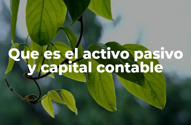 Que es el Activo Pasivo y Capital Contable