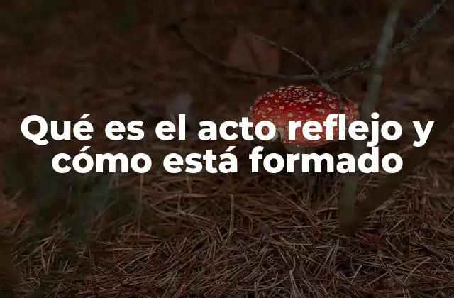 Qué es el Acto Reflejo y Cómo Está Formado