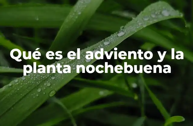 Qué es el Adviento y la Planta Nochebuena