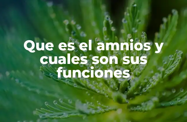 Que es el Amnios y Cuales Son Sus Funciones