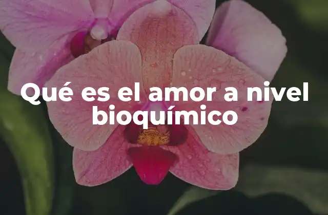 Qué es el Amor a Nivel Bioquímico
