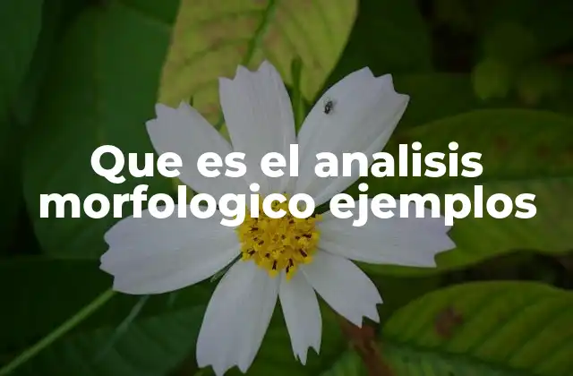 Que es el Analisis Morfologico Ejemplos