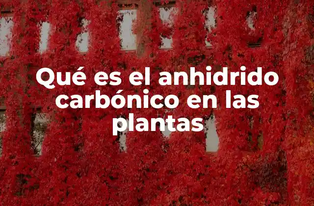 Qué es el Anhidrido Carbónico en las Plantas