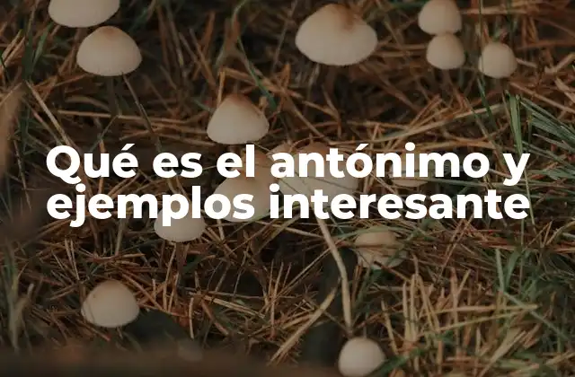 Qué es el Antónimo y Ejemplos Interesante