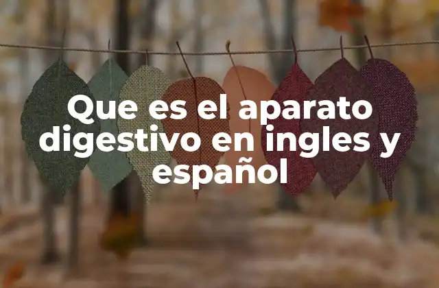 Que es el Aparato Digestivo en Ingles y Español