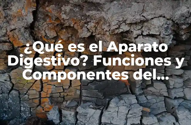 ¿qué es el Aparato Digestivo? Funciones y Componentes Del Sistema Digestivo