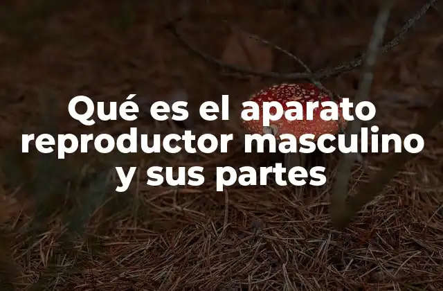 La estructura anatómica del sistema reproductor masculino
