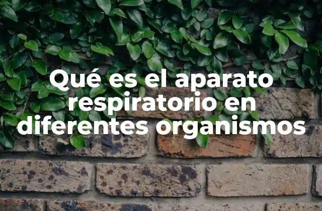 Qué es el Aparato Respiratorio en Diferentes Organismos
