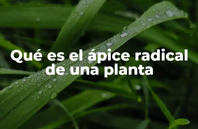 Qué es el Ápice Radical de una Planta