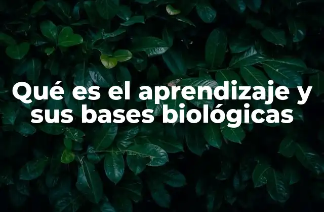 Qué es el Aprendizaje y Sus Bases Biológicas