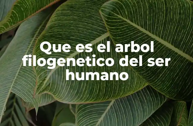 Que es el Arbol Filogenetico Del Ser Humano