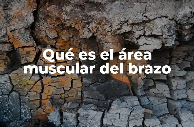 Qué es el Área Muscular Del Brazo
