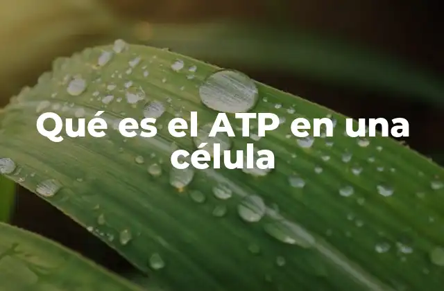 Qué es el Atp en una Célula