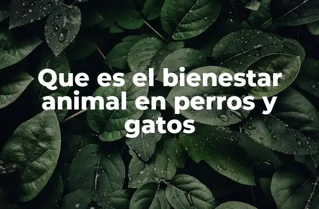 Que es el Bienestar Animal en Perros y Gatos