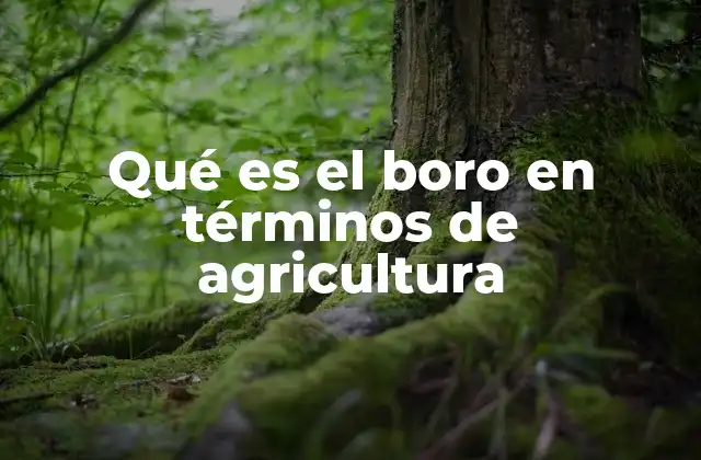 El rol del boro en la nutrición vegetal