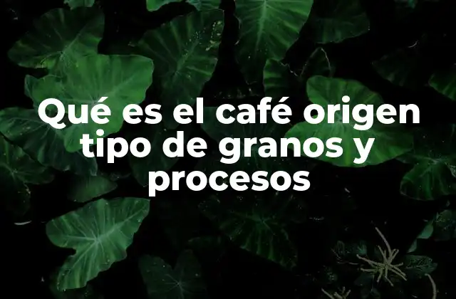 Qué es el Café Origen Tipo de Granos y Procesos