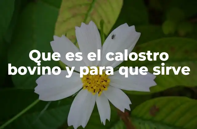 Que es el Calostro Bovino y para que Sirve