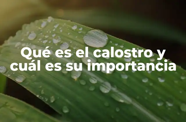 Qué es el Calostro y Cuál es Su Importancia