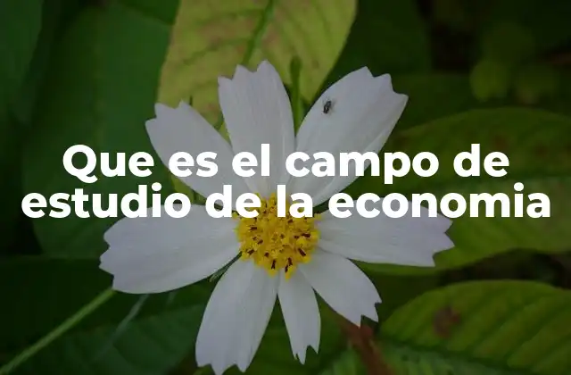 Que es el Campo de Estudio de la Economia