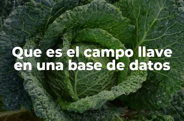 Que es el Campo Llave en una Base de Datos