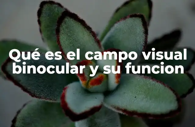 Qué es el Campo Visual Binocular y Su Funcion