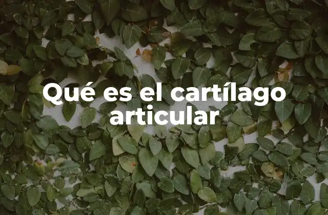 Qué es el Cartílago Articular