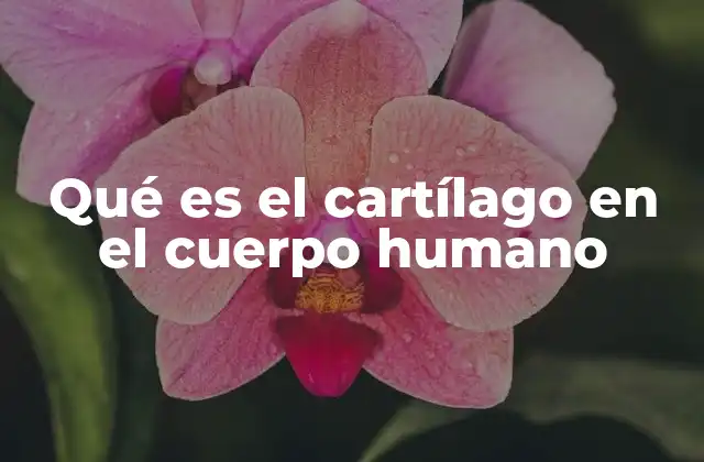 Qué es el Cartílago en el Cuerpo Humano