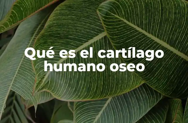 Qué es el Cartílago Humano Oseo