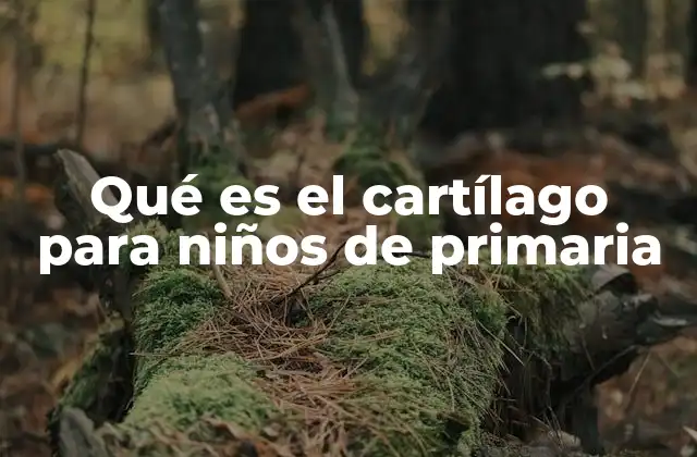 Qué es el Cartílago para Niños de Primaria 2 Cómo el cartílago ayuda a nuestros huesos a funcionar bien