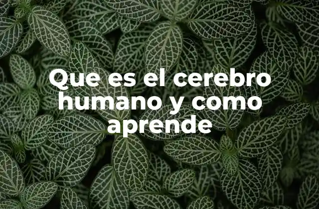 Que es el Cerebro Humano y como Aprende