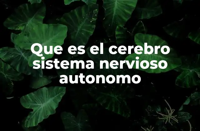Que es el Cerebro Sistema Nervioso Autonomo