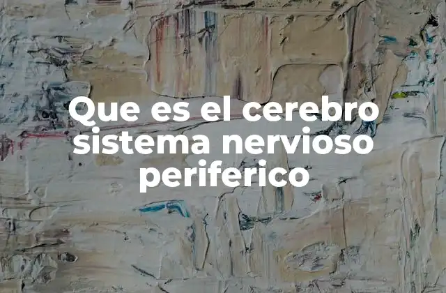 La interacción entre el cerebro y el sistema nervioso periférico