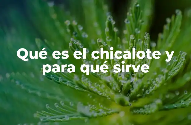 Qué es el Chicalote y para Qué Sirve
