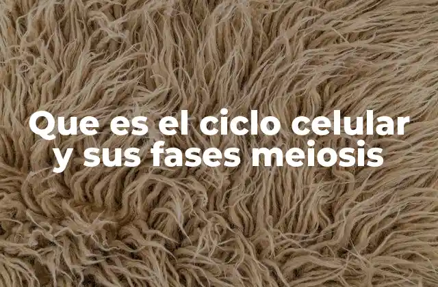 Que es el Ciclo Celular y Sus Fases Meiosis