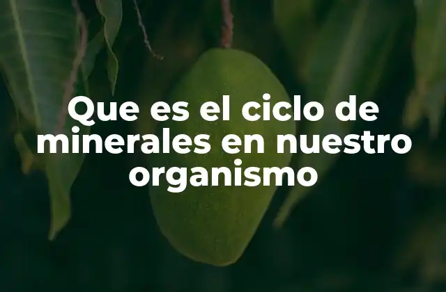 Que es el Ciclo de Minerales en Nuestro Organismo