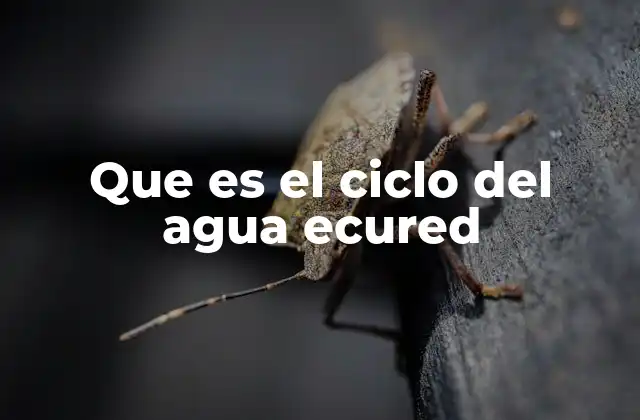 El ciclo del agua y su importancia en la naturaleza