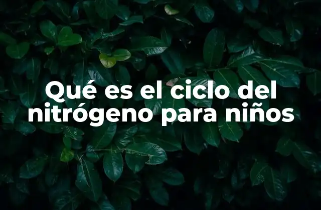 Qué es el Ciclo Del Nitrógeno para Niños 2 Cómo funciona el viaje del nitrógeno en la naturaleza