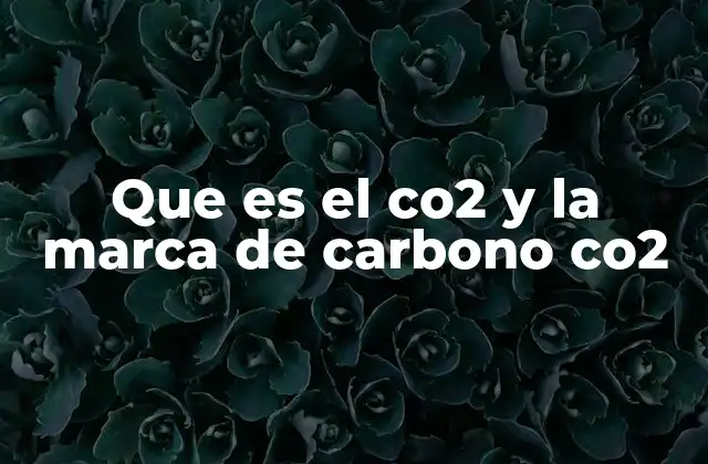 El papel del CO₂ en los ecosistemas naturales