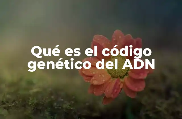 Cómo funciona el sistema de traducción del ADN