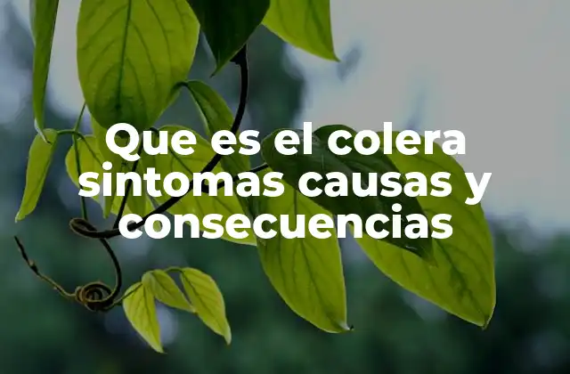 Que es el Colera Sintomas Causas y Consecuencias 2 Cómo se transmite el cólera y qué factores lo favorecen